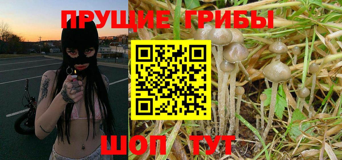 Кириши  Галлюциногенные грибы GOLDEN TEACHER  Вход с VPN 